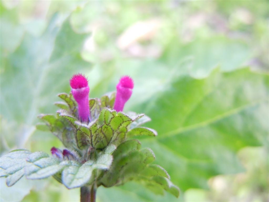 Pianta piumino - Lamium amplexicaule